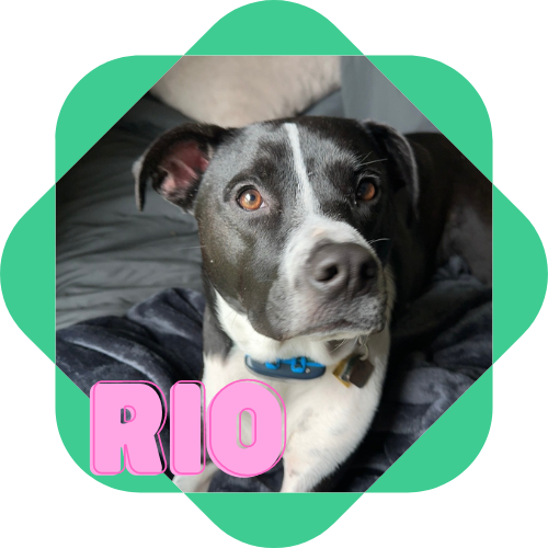 A picture of a dog named Rio that is black and white.