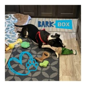 A black and white dog playing inside of an RV with several toys surrounding her. These are extra durable toys from SuperChewer by BarkBox.